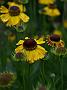 Helenium Windley1